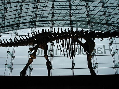 Палеонтологи обнаружили крупнейший скелет динозавра в Европе