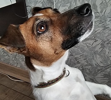 Вакцина для животных, рост ВВП и новые цели террористов: Главные новости к началу дня