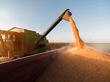 РЗС: урожай зерна в России составит 140 млн тонн