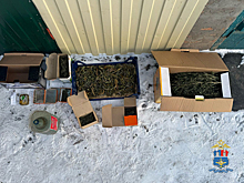 В Зимовниковском районе мужчина собрал на заднем дворе дома более 380 г конопли