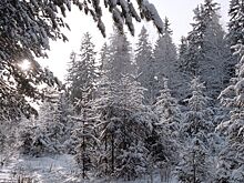 Психотерапевт объяснил, на что нужно выделить время перед новым годом