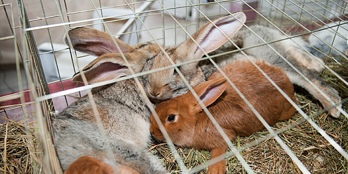 Смена деятельности: супруги из Армении открыли свою кроличью ферму во время пандемии