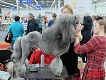 В Перми открылась международная выставка собак - 2018