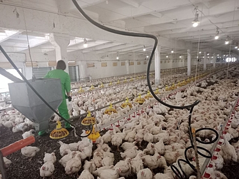 Луганская птицефабрика получила субсидии на расширение производства
