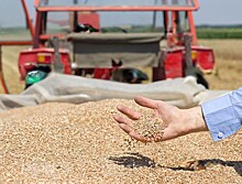 Урожай зерна в РФ за счёт новых регионов может вырасти на 5 млн т в год