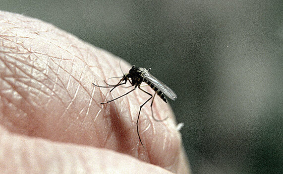 В США выпустили 20 млн комаров для борьбы с вирусом
