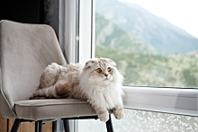 Как отучить кошку лазить и драть шторы – 10 способов