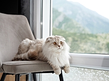 Как отучить кошку лазить и драть шторы – 10 способов