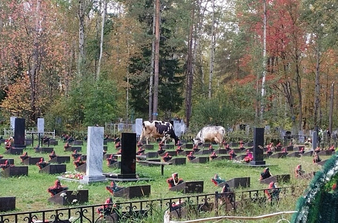 Жители Березников заметили коров, пасущихся на кладбище