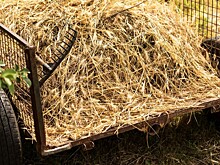 Чтобы скот не болел &ndash; перевяжите сноп соломы красной ниткой: приметы на 20 июля