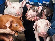 Клычкову показали строящиеся репродукторы СНЦ «Знаменский»