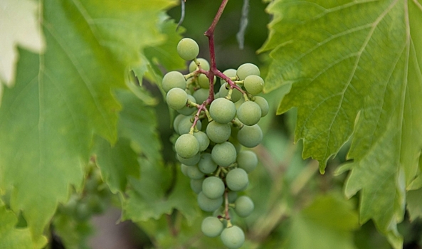 Как волгоградцам правильно заготовить листья винограда для долмы