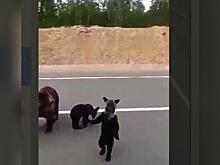 Фейк о медведях под Читой появился в соцсетях