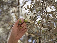 На юге Дагестана заложат оливковый сад площадью 50 га