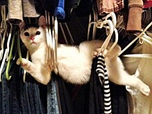Коты-ниндзя, которые в совершенстве освоили древнее боевое искусство ниндзюцу