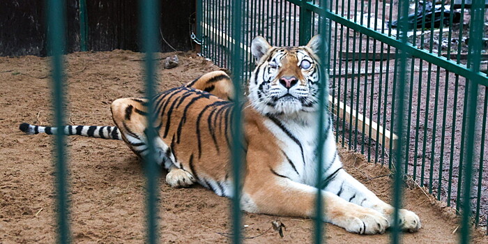 Спасение Авроры: слепую тигрицу готовят к новой операции