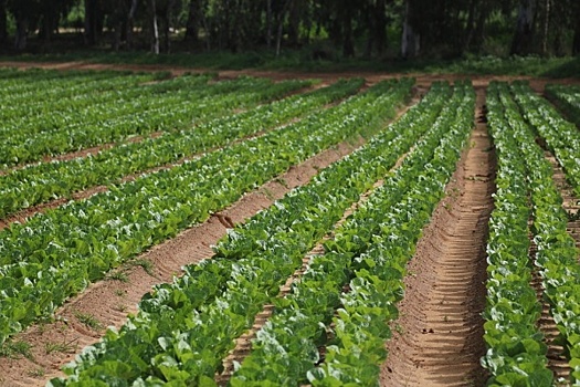 Минсельхоз объявил об увеличении субсидий для южноуральских аграриев