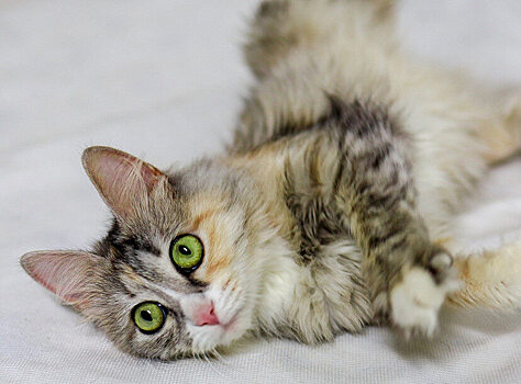 Саратовские волонтеры спасли кошку с «нереальными» зелеными глазами