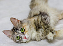 Саратовские волонтеры спасли кошку с «нереальными» зелеными глазами