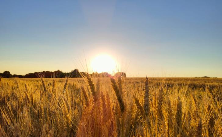 В Курской области исследовано около 200 тыс. тонн пшеницы на экспорт