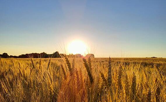 В Курской области исследовано около 195 тыс. тонн пшеницы на экспорт