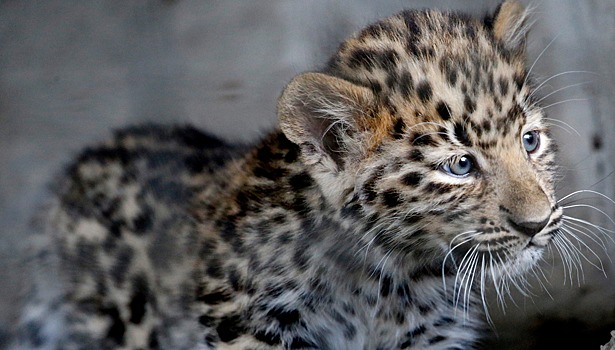 СМИ: родившегося в Шотландии дальневосточного леопарда отправят во Владивосток