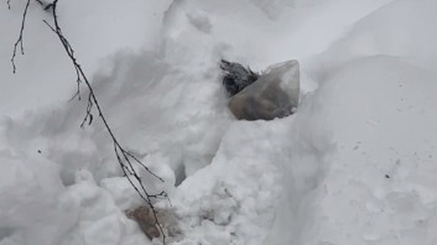 Появились детали убийства пса на юге Москвы