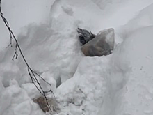 Появились детали убийства пса на юге Москвы