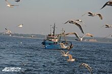 РФ и Литва договорились о квотах на вылов рыбы в Куршском заливе