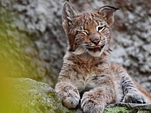 Любопытные рысята вышли на «стажировку» и попали на видео