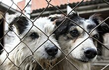В Екатеринбурге 43 собаки из городского питомника вновь окажутся на улице
