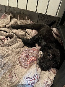 Соцсети: неизвестные выбросили щенка в мусорку в кузбасском городе в мороз