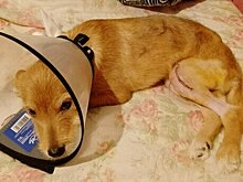 Калининградцы помогли оплатить операцию щенку, которому хозяйка сломала лапы, а затем покончила с собой