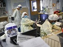 Биологи назвали самых восприимчивых к COVID-19 животных