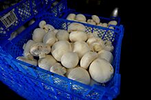Курская область отправила 214 тонн грибов в Белоруссию и Казахстан