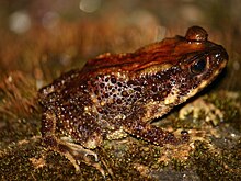 Биологи впервые обнаружили в Гималаях жаб со сколиозом и отеками