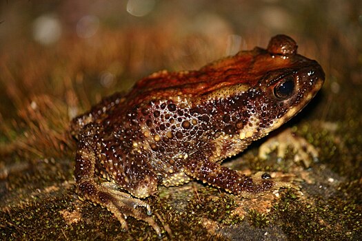 Биологи впервые обнаружили в Гималаях жаб со сколиозом и отеками