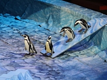 Пингвины удивят нижегородцев в новогодние каникулы