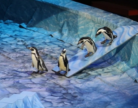 Пингвины удивят нижегородцев в новогодние каникулы