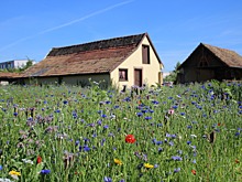 В Калининградской области на 5% подешевели загородные дома