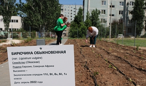 Юные экоактивисты высадили в Волгограде почти 7 тыс. деревьев и кустарников
