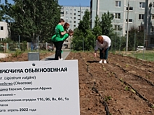 Юные экоактивисты высадили в Волгограде почти 7 тыс. деревьев и кустарников