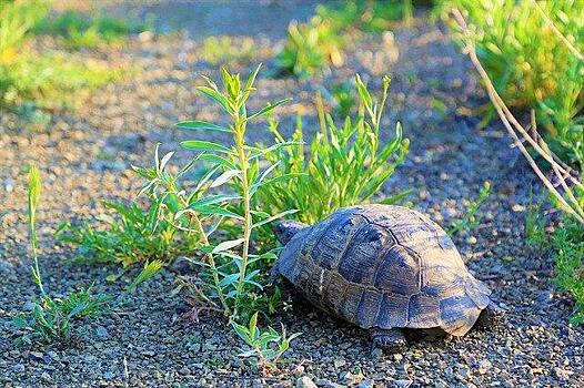 Яуза не подходит для домашних черепах – экологи