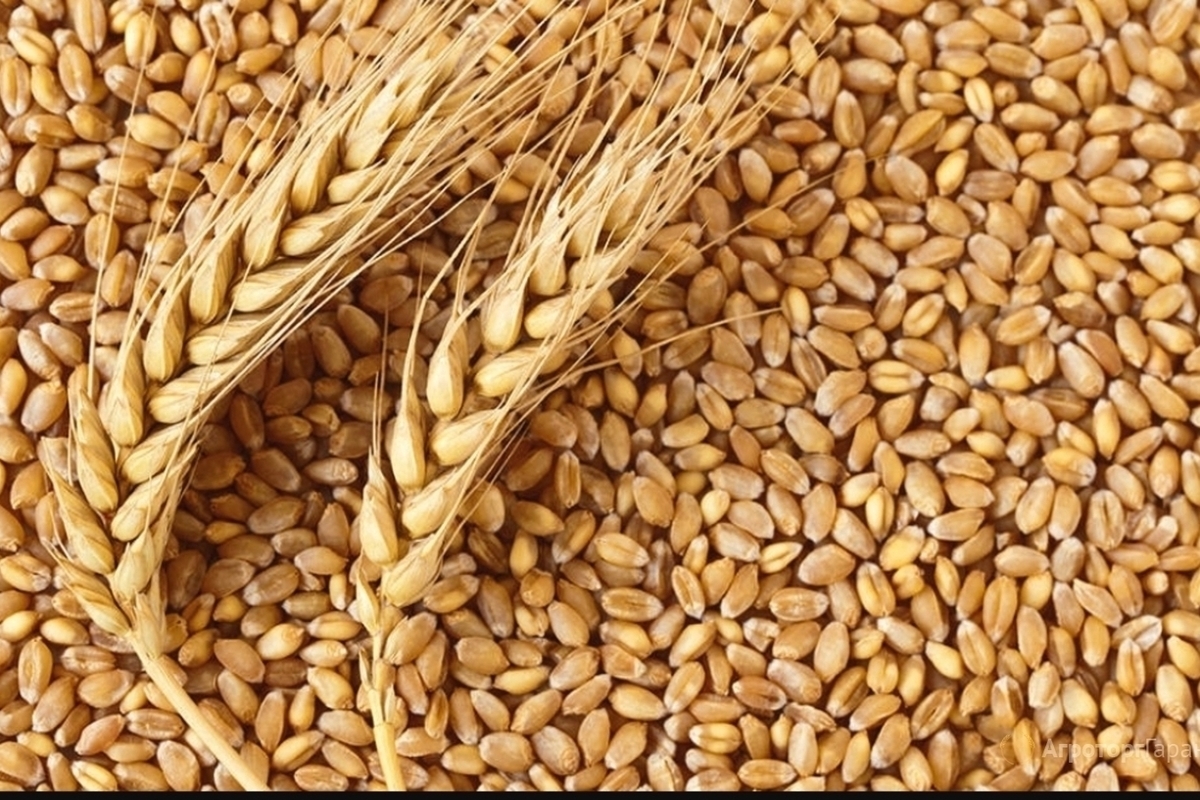 Литва и Польша просят ЕС запретить импорт российского зерна