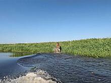 В Минприроды НСО рассказали, как дикие животные спасаются от жары