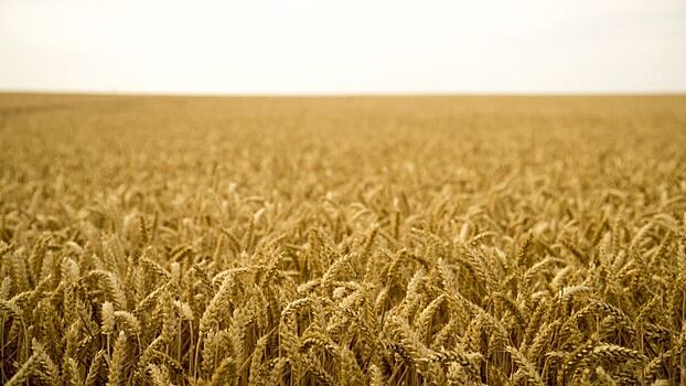 Минсельхоз РФ проводит серию встреч крупнейших экспортеров зерна с сельхозпроизводителями Сибири
