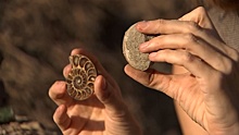 Палеонтологи нашли новый вид древнейшего моллюска в Крыму