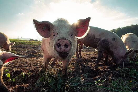 Беспризорные грязные свиньи устроили террор в деревне Шатово