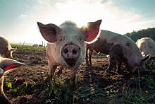 Беспризорные грязные свиньи устроили террор в деревне Шатово