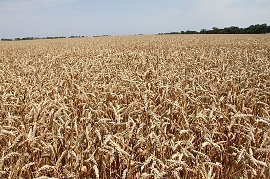 Больше 7200 комбайнов используют для уборки пшеницы на Кубани в этом году